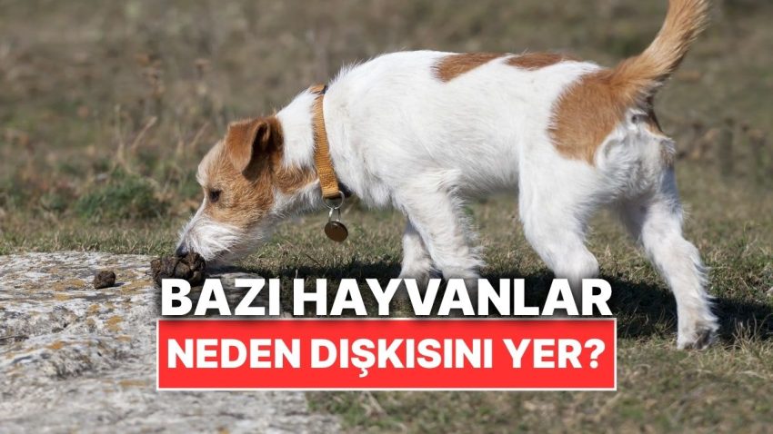 Kimi Hayvanlar Neden Kendi Dışkısını Yer?