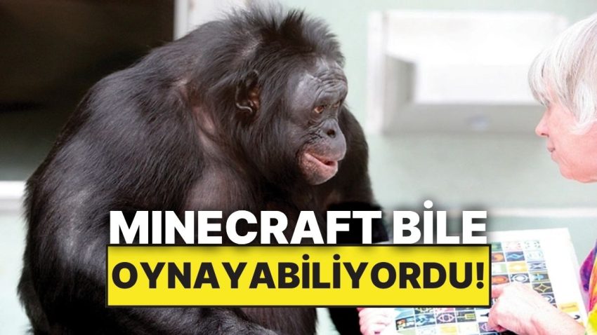 Minecraft Oynayabilen, Latife Yapabilen ve İnsan Lisanını Anlayan Maymun: Kanzi