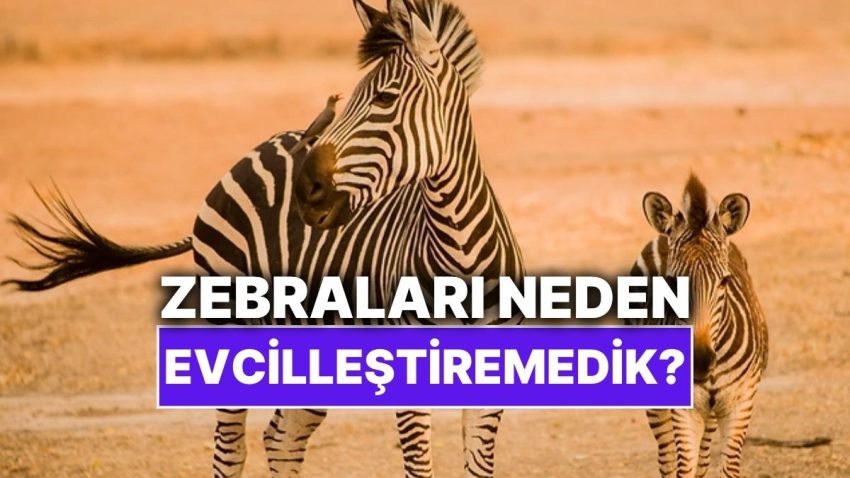 Neden Atları Süvari Hayvanı Olarak Kullandık da Zebraları Kullanmadık?