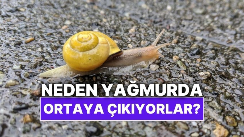 Salyangozlar Neden Yağmur Yağar Yağmaz Ortaya Çıkıyor?