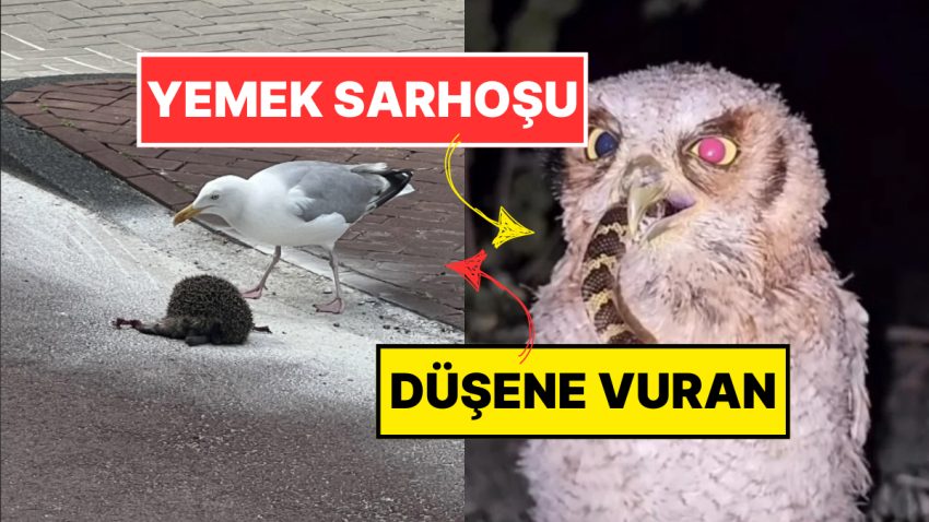 Tabiatın Korkutucu Yüzünü İliklerinize Kadar Hissetmenize Sebep Olacak Birbirinden Ürkütücü 15 Yeni Fotoğraf