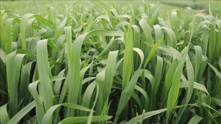 Tekirdağ’da yerli buğday çeşidi “NKÜ Paşaeli” tescillendi – Düzgün Haber