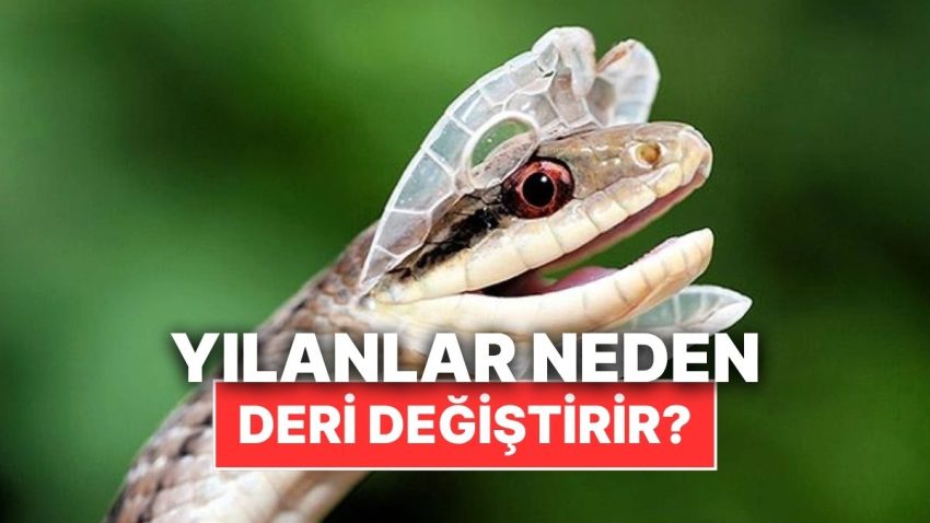 Yılanlar Neden Birtakım Devirlerde Deri Değiştirir?