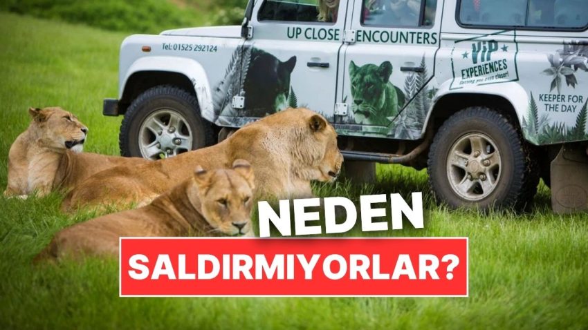 Yırtıcı Hayvanlar Neden Safari Araçlarına Saldırmıyor?