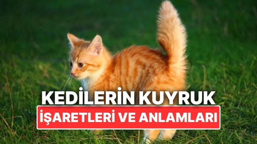 Aslında Bağlantı Kuruyorlar: Kedilerin Kuyruk İşaretleri Ne Manaya Geliyor?
