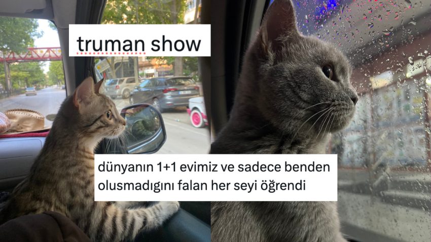 Dış Dünyayı Birinci Kere Gören Evcil Hayvanlar Kalpleri Isıttı