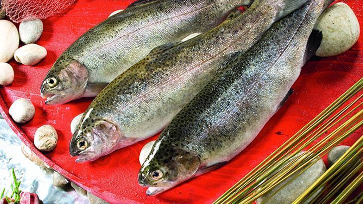 Doğu Karadeniz’in Türk somonu ihracatı 35,8 milyon doları aştı – Düzgün Haber