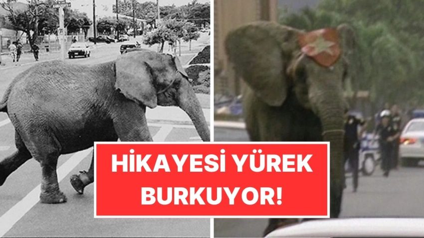 Eğitmenini Öldürüp Sirkten Kaçan Fil Tyke’ın Yürekleri Sızlatan Öyküsü