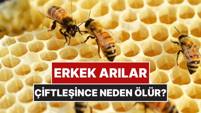 Erkek Arılar Çiftleştikten Sonra Neden Ölür?