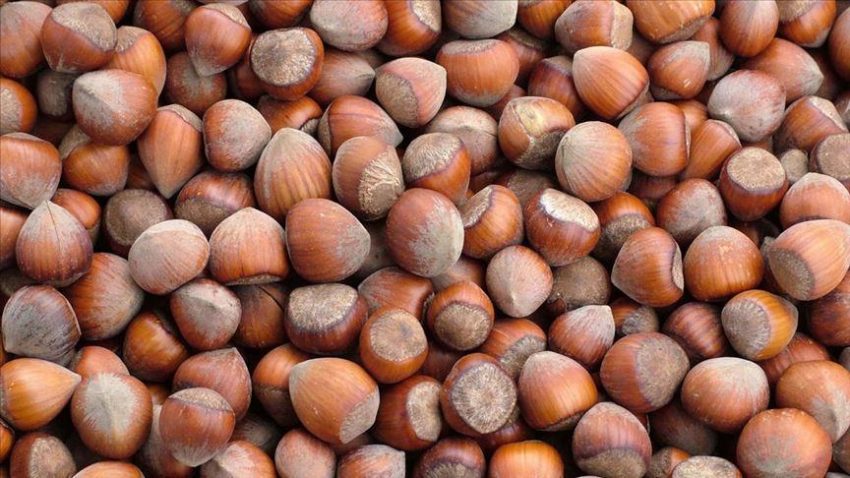 Fındık ihracatından 852 milyon dolarlık gelir – Düzgün Haber