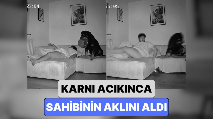 Gece Yarısı Karnı Acıkan Köpek Sahibini Uyandırmak İçin Bulduğu Sistemle Pes Dedirtti