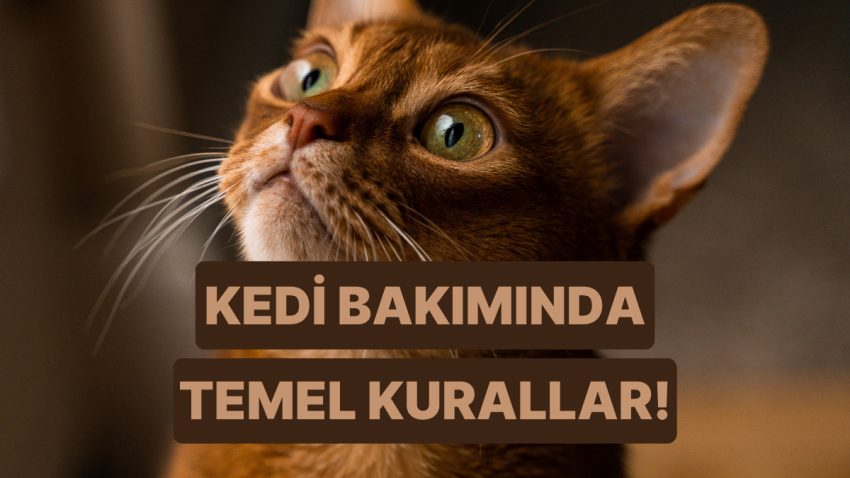 Her Kedi Sahibinin Kesinlikle Bilmesi Gereken 12 Kıymetli Bilgi