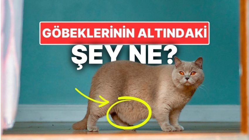 Kedilerin Göbeklerinin Altındaki O Yağ Katmanı Nedir?