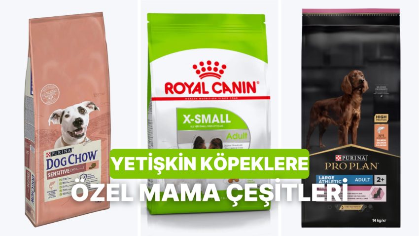 Köpeğiniz İçin Yanlışsız Yetişkin Maması Hangisi? Ayrıntıları Burada!