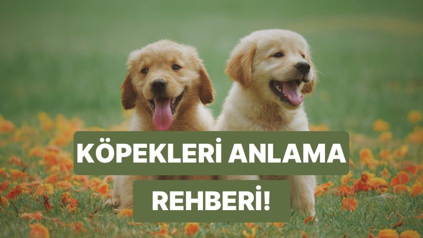 Köpeğinizi Daha Uygun Anlamanızı Sağlayacak Vücut Lisanı Rehberi