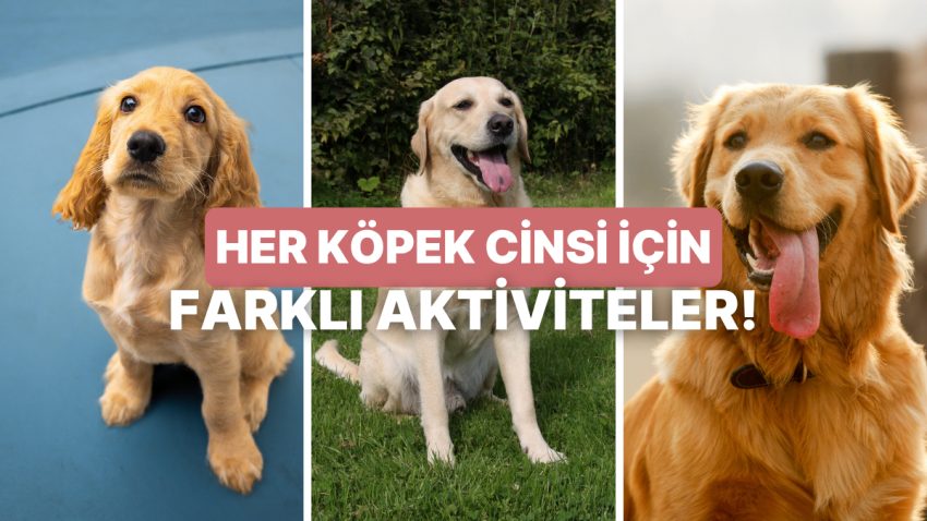 Köpeğinizin Cinsine Nazaran En Uygun Aktivite Tekliflerini Veriyoruz!