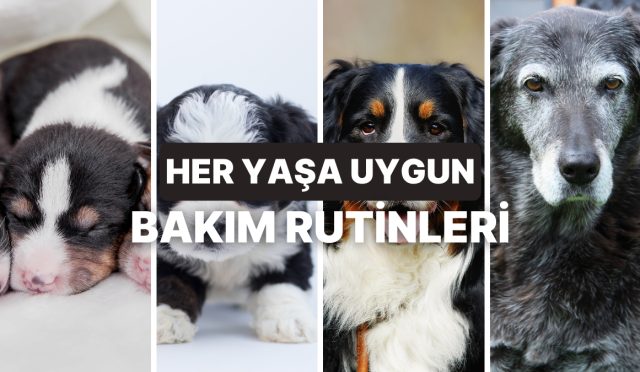 kopeklerin-yasina-nazaran-gereksinim-duydugu-bakim-rutinleri-cX5b3tdp.jpg