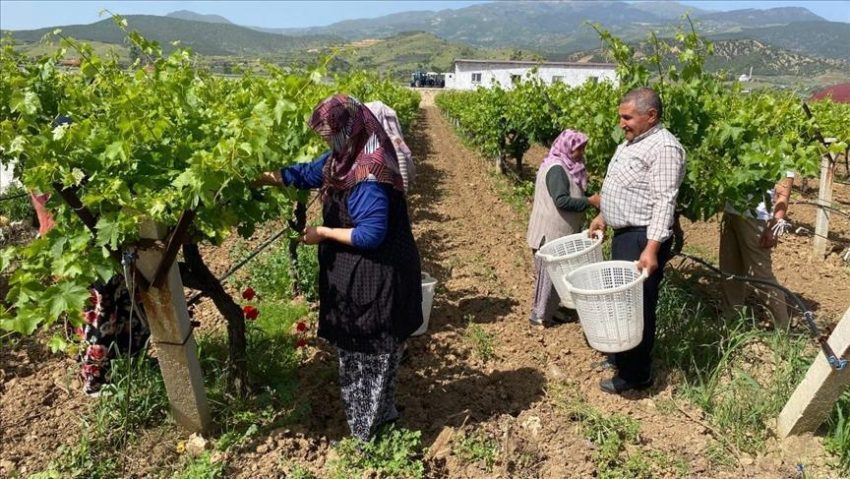 Manisa’da asma yaprağı üzüm üreticisine ek gelir sağlıyor – Düzgün Haber