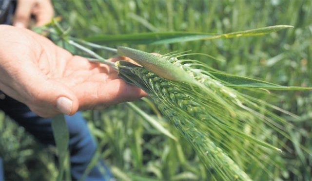 nisan-yagisi-yetmedi-hububat-randimani-azalacak-hdcfMsyS.jpg