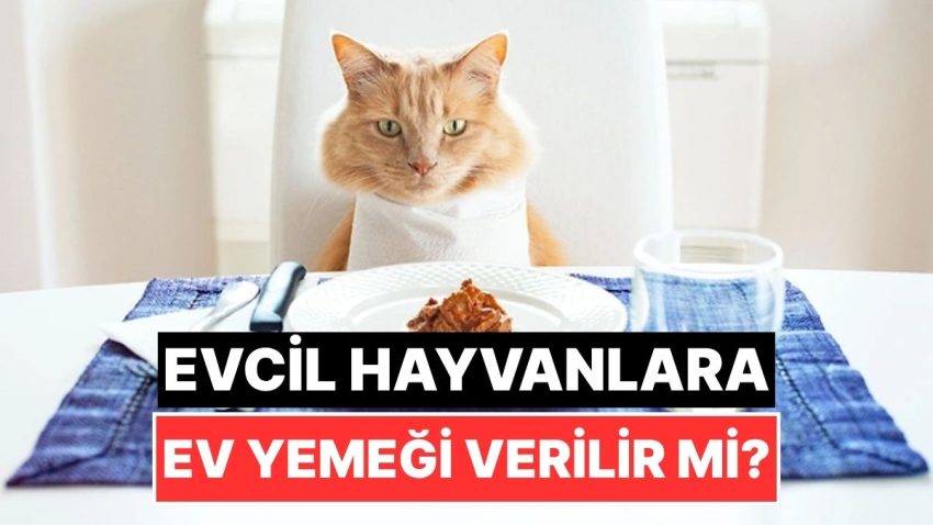 Pek Günahsız Olmayabilir: Kedi ve Köpeklere Konut Yemeği Verilir mi?