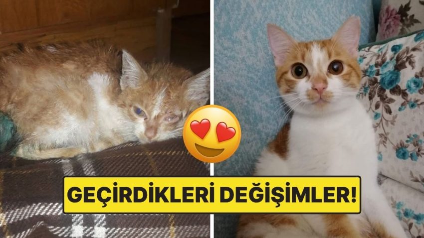 Sahiplendikleri Hayvanların Evvelki ve Sonraki Hallerini Paylaşarak Kalp Isıtan Kullanıcılar