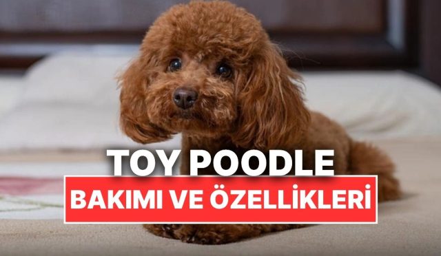 sempatik-yuzleriyle-bildigimiz-toy-poodle-kopeklerinin-ozellikleri-bakimi-ve-beslenmesi-5p3PBRex.jpg