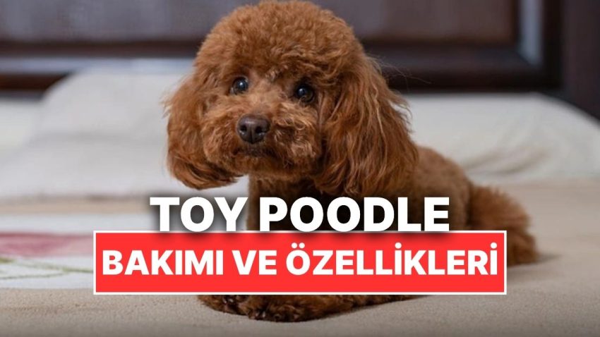 Sempatik Yüzleriyle Bildiğimiz Toy Poodle Köpeklerinin Özellikleri, Bakımı ve Beslenmesi