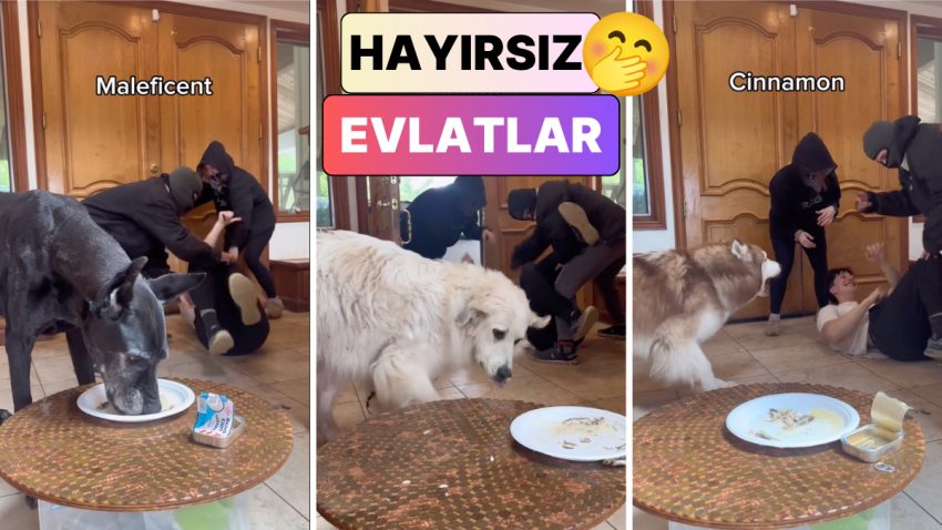 Sonuç Tekrar Hüsran: Bir Adam Kaçırılma Latifesini Tüm Köpeklerine Denedi