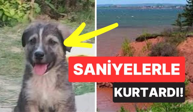 5-aylik-kopek-cikan-heyelanda-67-kisinin-hayatini-kurtardi-1Sx6zICH.jpg