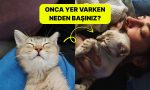 basimizin-ustunde-yerleri-var-kediler-neden-basimizin-ustunde-uyumayi-seviyor-A9txpYjW.jpg