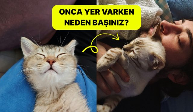 basimizin-ustunde-yerleri-var-kediler-neden-basimizin-ustunde-uyumayi-seviyor-A9txpYjW.jpg