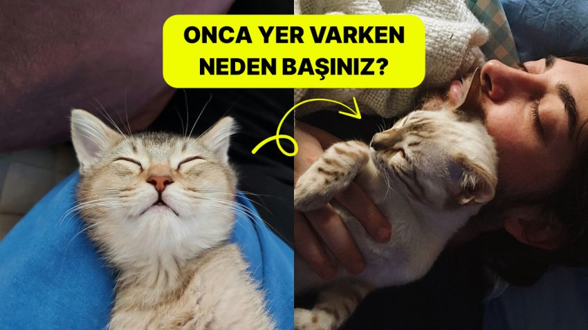 Başımızın Üstünde Yerleri Var: Kediler Neden Başımızın Üstünde Uyumayı Seviyor?