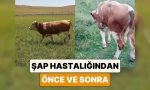 bir-ciftci-sap-hastaligina-yakalanan-ineginin-oncesi-ve-sonraki-halini-paylasti-sSnHOwdx.jpg