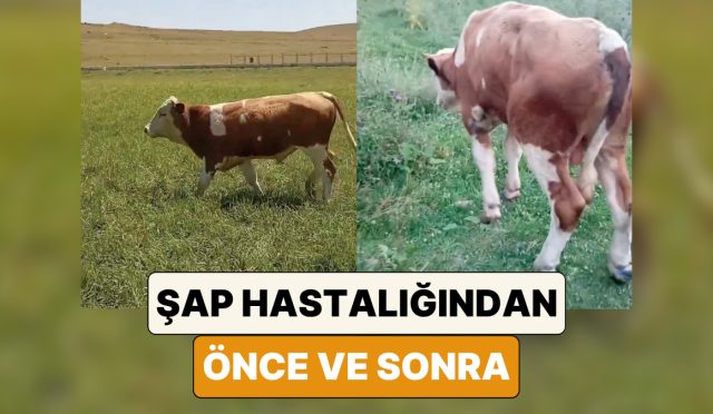bir-ciftci-sap-hastaligina-yakalanan-ineginin-oncesi-ve-sonraki-halini-paylasti-sSnHOwdx.jpg