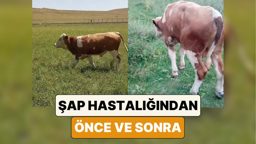 Bir Çiftçi Şap Hastalığına Yakalanan İneğinin Öncesi ve Sonraki Halini Paylaştı