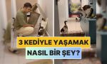 bir-icerik-ureticisi-3-kediyle-yasamanin-nasil-bir-sey-oldugunu-anlatti-hDLzXBdV.jpg