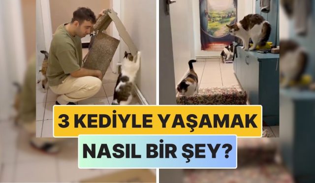 bir-icerik-ureticisi-3-kediyle-yasamanin-nasil-bir-sey-oldugunu-anlatti-hDLzXBdV.jpg