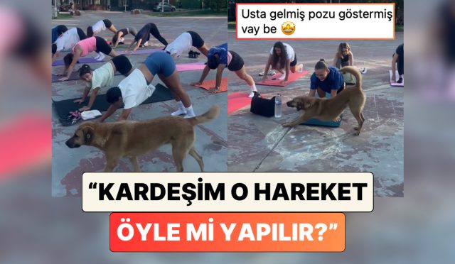 bir-kopek-sokakta-yoga-yapan-insanlari-gorunce-asagi-bakan-kopek-pozunun-dogrusunu-gosterdi-nggPghJy.jpg