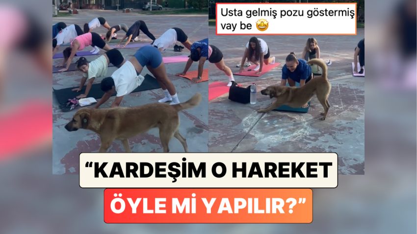 Bir Köpek Sokakta Yoga Yapan İnsanları Görünce “Aşağı Bakan Köpek” Pozunun Doğrusunu Gösterdi