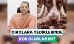 bir-veteriner-yanitladi-kedi-ve-kopekler-cikolata-yerse-kor-olur-mu-KUtVgUcl.jpg