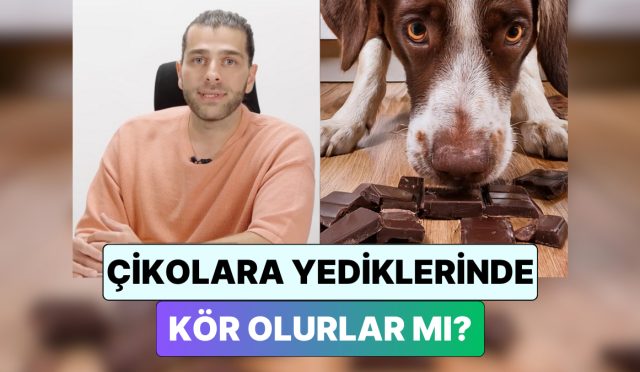 bir-veteriner-yanitladi-kedi-ve-kopekler-cikolata-yerse-kor-olur-mu-KUtVgUcl.jpg