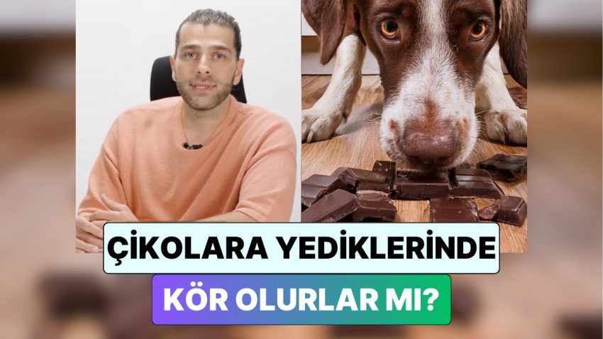 Bir Veteriner Yanıtladı: Kedi ve Köpekler Çikolata Yerse Kör Olur mu?