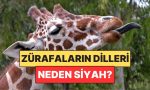 birden-fazla-hayvanin-pembe-zurafalarin-lisanlari-neden-siyahtir-tP9hjz7c.jpg