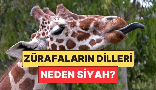 birden-fazla-hayvanin-pembe-zurafalarin-lisanlari-neden-siyahtir-tP9hjz7c.jpg