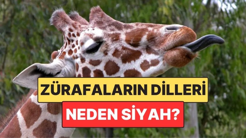 Birden fazla Hayvanın Pembe: Zürafaların Lisanları Neden Siyahtır?