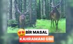 bu-nasil-asalet-bursada-fotokapana-yakalanan-geyik-pozunu-verip-agaclarin-ortasinda-kayboldu-AlClUPCS.jpg