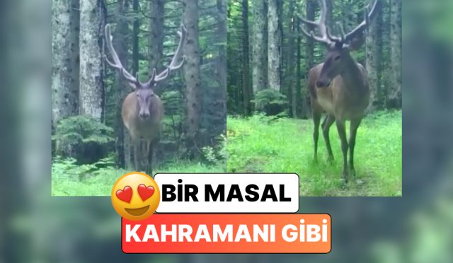 bu-nasil-asalet-bursada-fotokapana-yakalanan-geyik-pozunu-verip-agaclarin-ortasinda-kayboldu-AlClUPCS.jpg