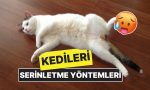 bu-sicaklarda-kedinizin-bayilmamasi-icin-10-tesirli-serinletme-yontemi-y1HTJzFf.jpg