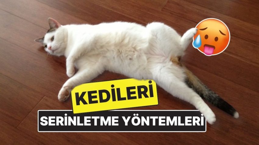 Bu Sıcaklarda Kedinizin Bayılmaması İçin 10 Tesirli Serinletme Yöntemi!