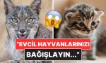 danimarkada-bir-hayvanat-bahcesi-yirticilara-mama-degil-evcil-hayvan-bagisi-istedi-RuOjiBLm.jpg
